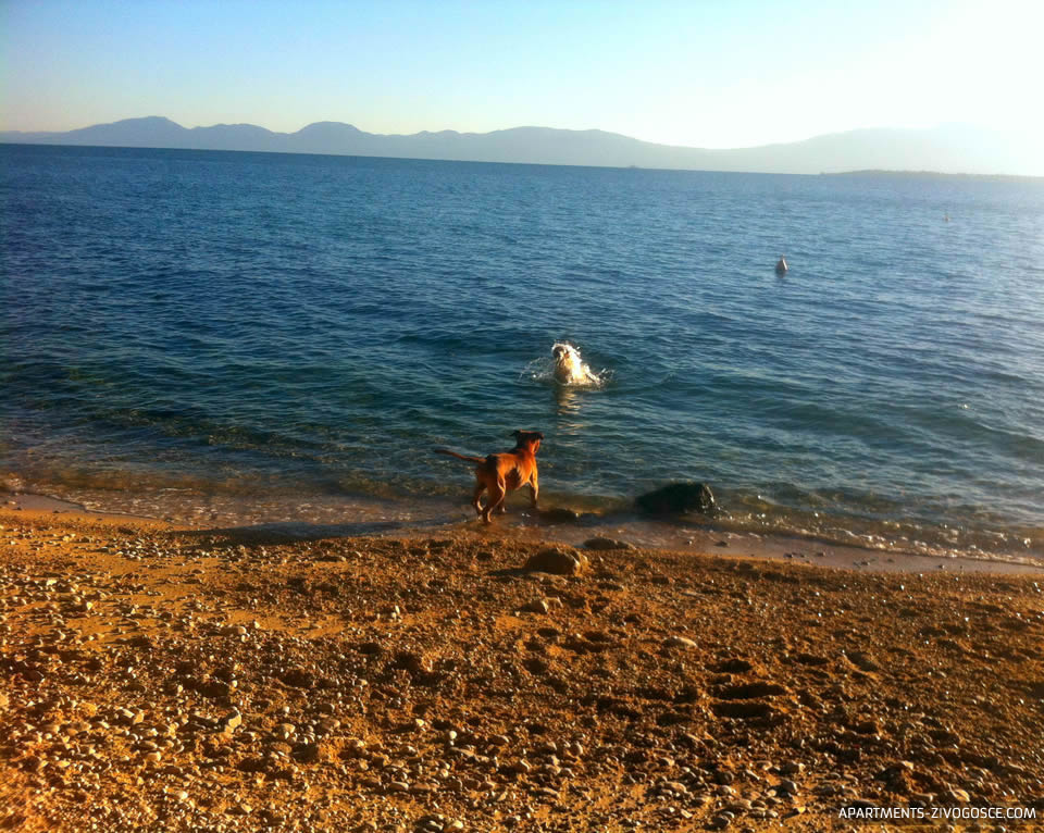 Živogošće Blato plaža Dole